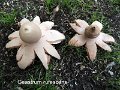 Geastrum rufescens-amf831